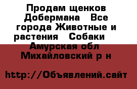 Продам щенков Добермана - Все города Животные и растения » Собаки   . Амурская обл.,Михайловский р-н
